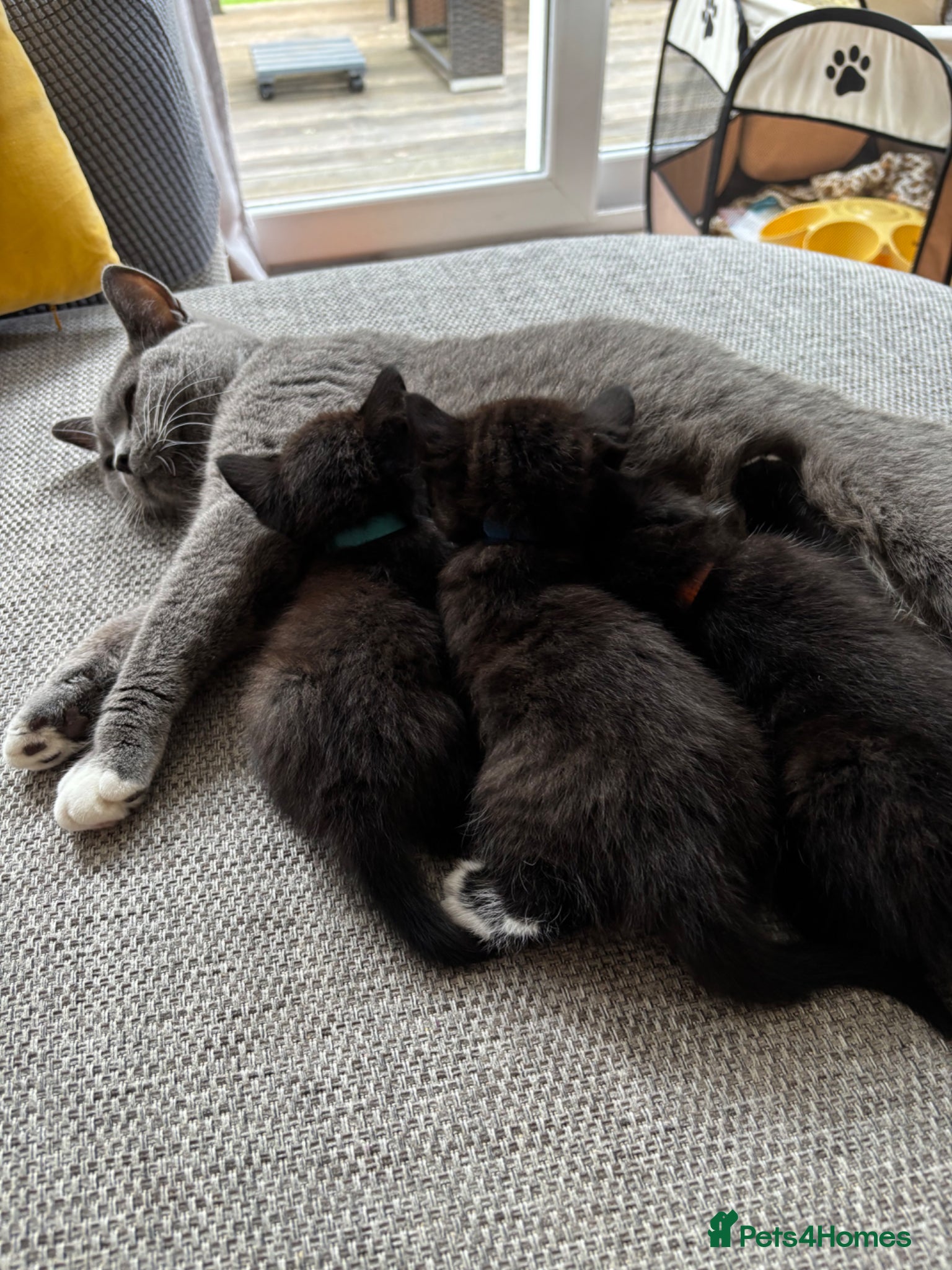 British Shorthair cats for sale: Adorable kittens for sale in Saltash - Advert 8