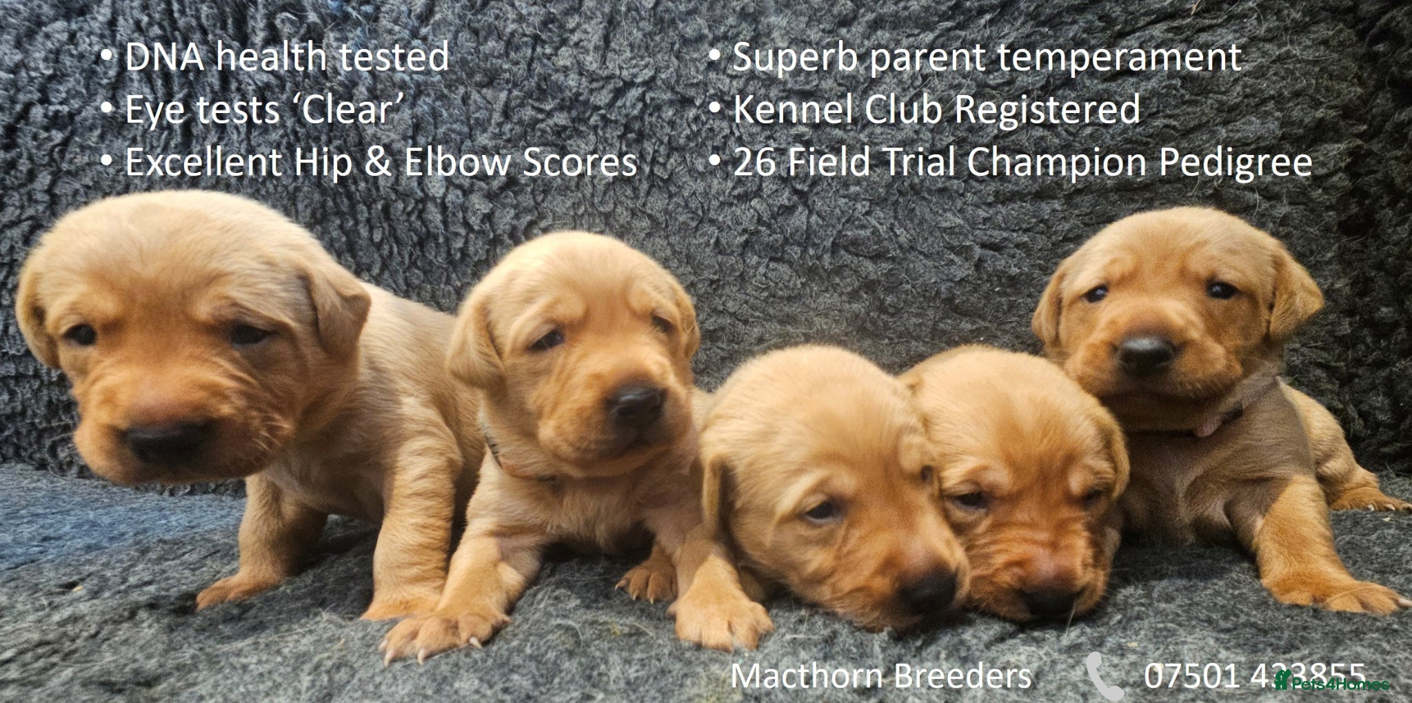 Labrador Retriever dogs Stunning Red Fox Labs : Health Checked-KC Reg-FTCH - Advert 3