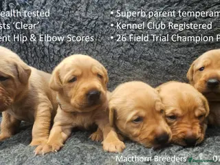 Labrador Retriever dogs Stunning Red Fox Labs : Health Checked-KC Reg-FTCH - Advert 11