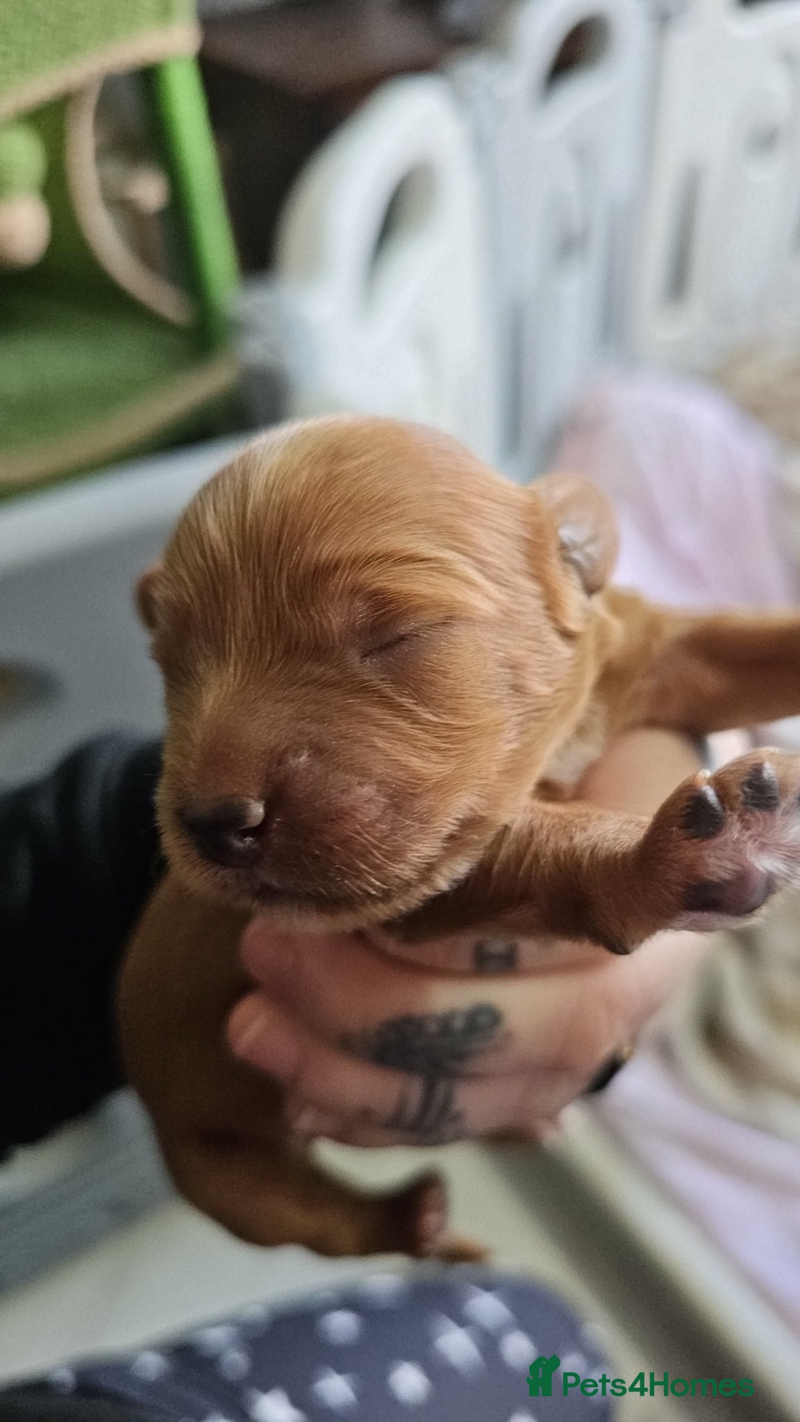Cavapoo dogs Beautiful Cavapoo Puppies due in under 2 weeks - Advert 4