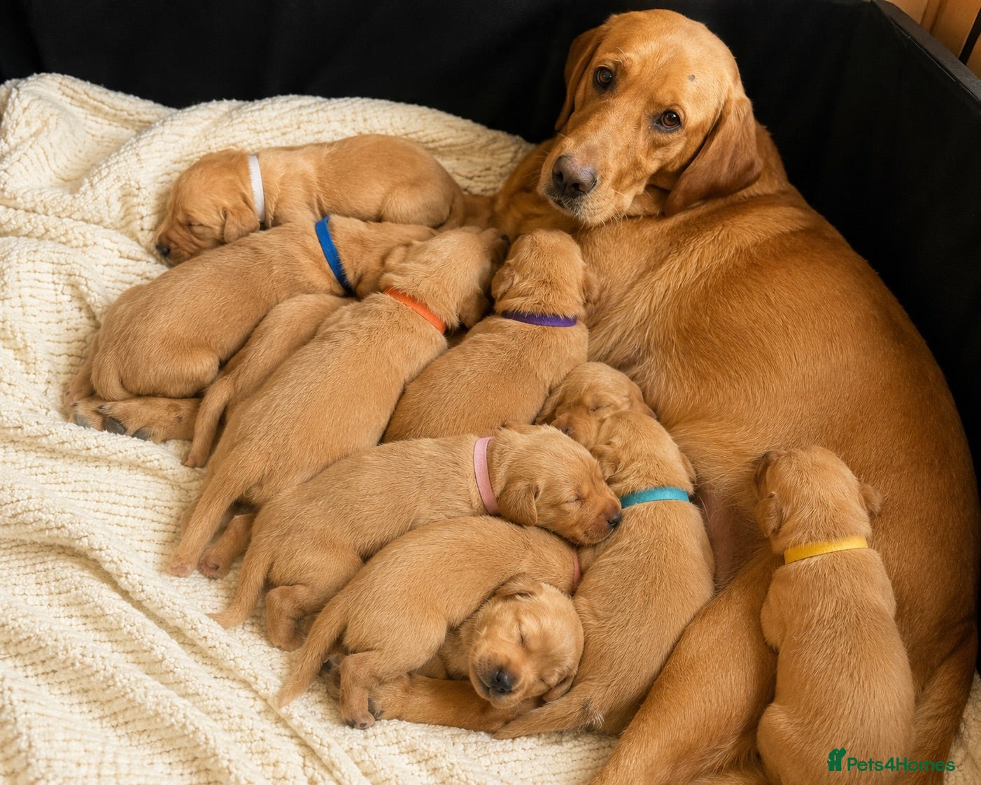 Labrador Retriever dogs Gorgeous Fox Red Labrador Puppies-5 Girls & 4 Boys - Advert 1