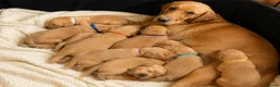 Labrador Retriever dogs for sale: Gorgeous Fox Red Labrador Puppies-5 Girls & 4 Boys in Tenbury Wells - Advert 1