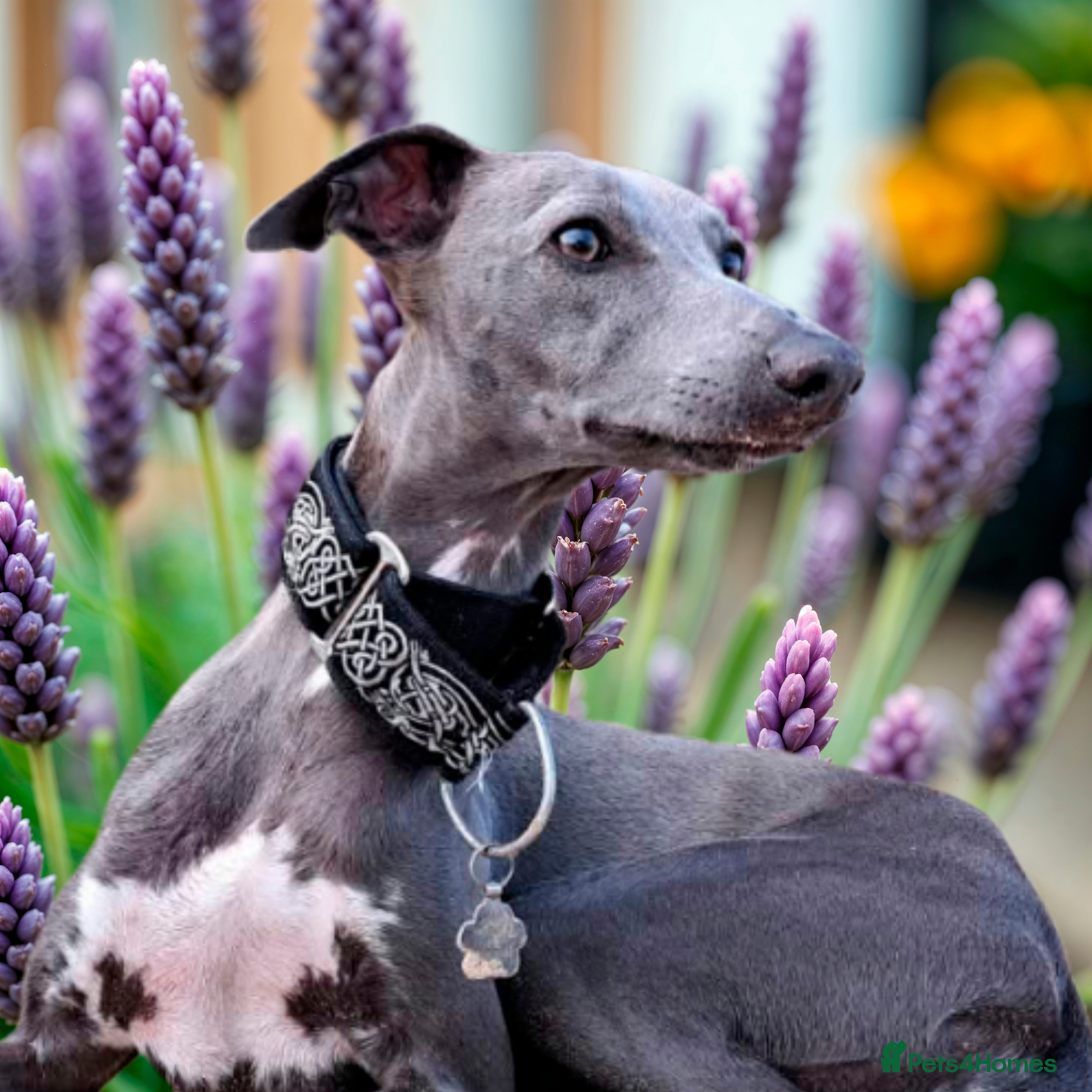 Whippet dogs KC Exceptional Whippet Puppies – Racing Line  - Advert 14