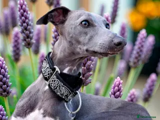 Whippet dogs KC Exceptional Whippet Puppies – Racing Line - Advert 14