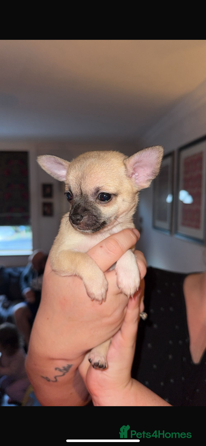 Chihuahua dogs 💛 Beautiful Chihuahua Pups – Ready 30th Dec 25 💛 - Advert 21