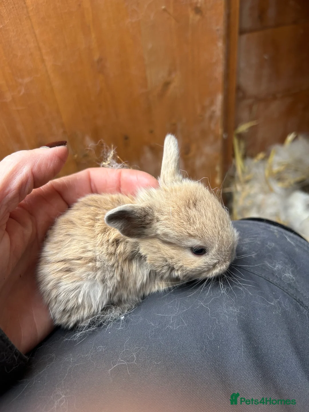 Mini Lop rabbits for sale: Beautiful baby mini lop bunnies ready March  - Advert 10