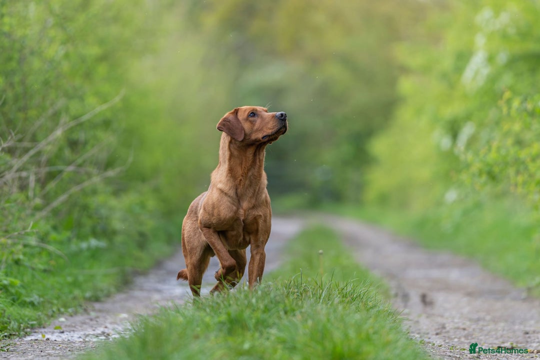 Labrador Retriever dogs for sale: Stunning Well Breed Black/Fox Red Puppies For Sale - Image 9
