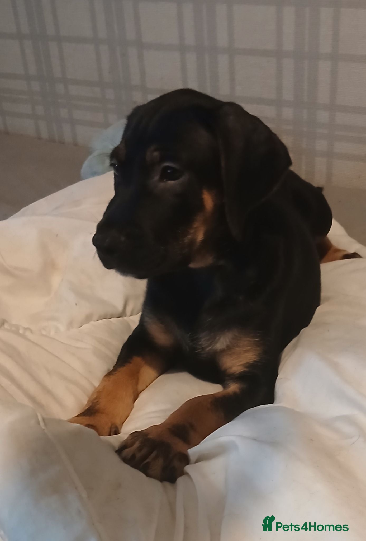 Mixed Breed dogs staffy x irish setter  - Advert 1
