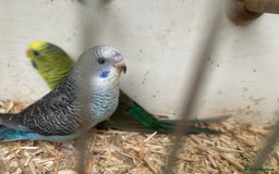 Budgerigars birds for sale: Budgies for sale, black wings, all in good health  - Image 4
