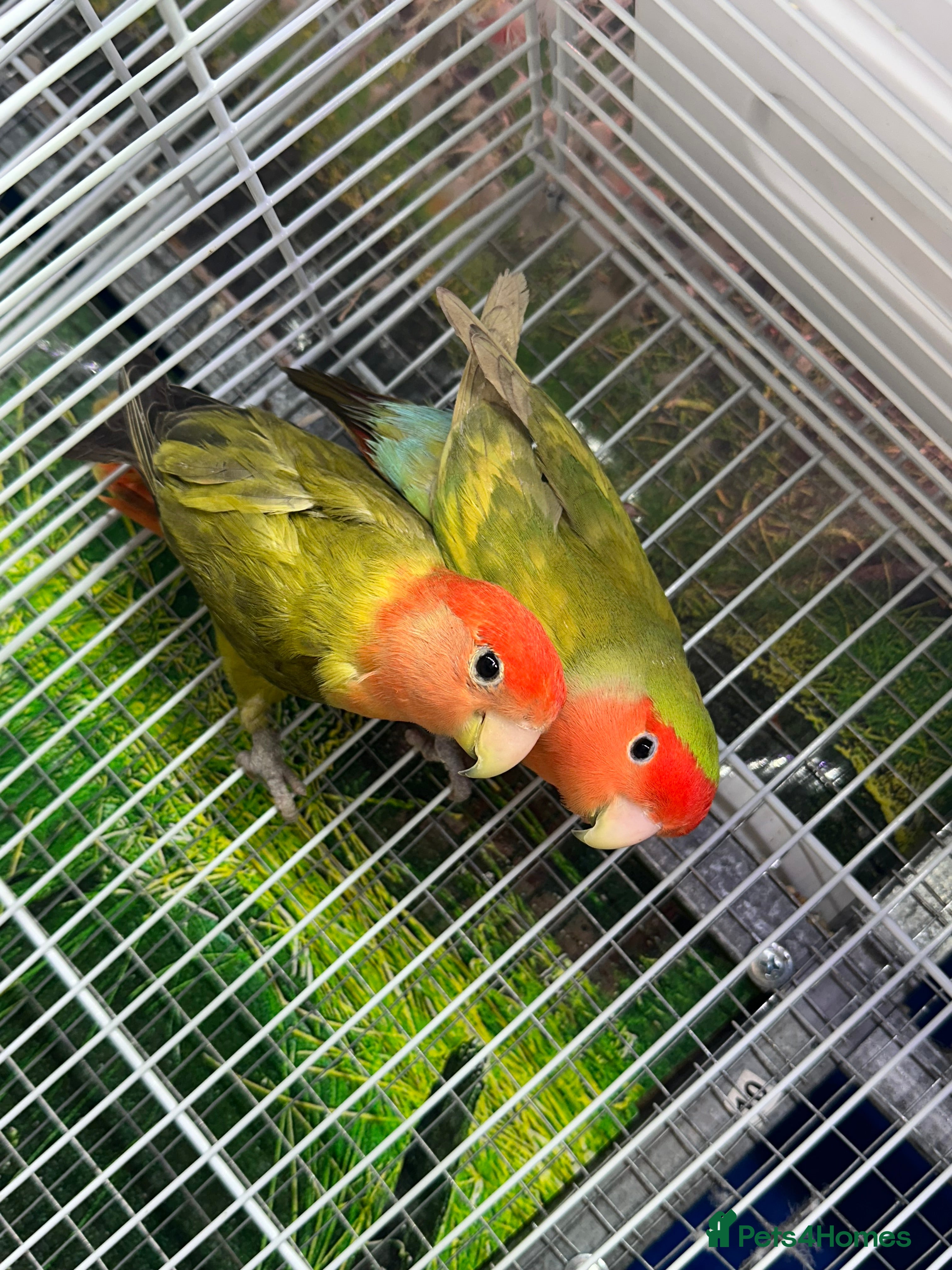 Lovebirds birds Lovebirds  - Advert 3