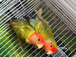 Lovebirds birds - Advert 3