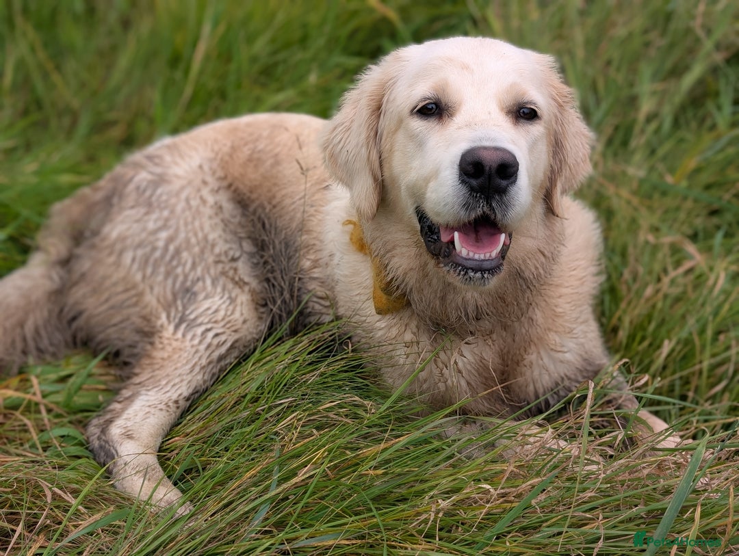 Golden Retriever dogs for sale: 1 year old golden retriever girl - Advert 4
