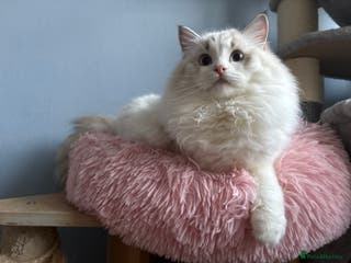 Ragdoll cats Playful Pedigree Ragdoll Kittens Available - Advert 3