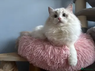 Ragdoll cats Playful Pedigree Ragdoll Kittens Available - Advert 5