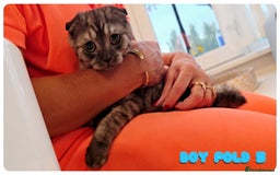 Scottish Fold cats for sale: Adorable scottish fold kittens - Image 22