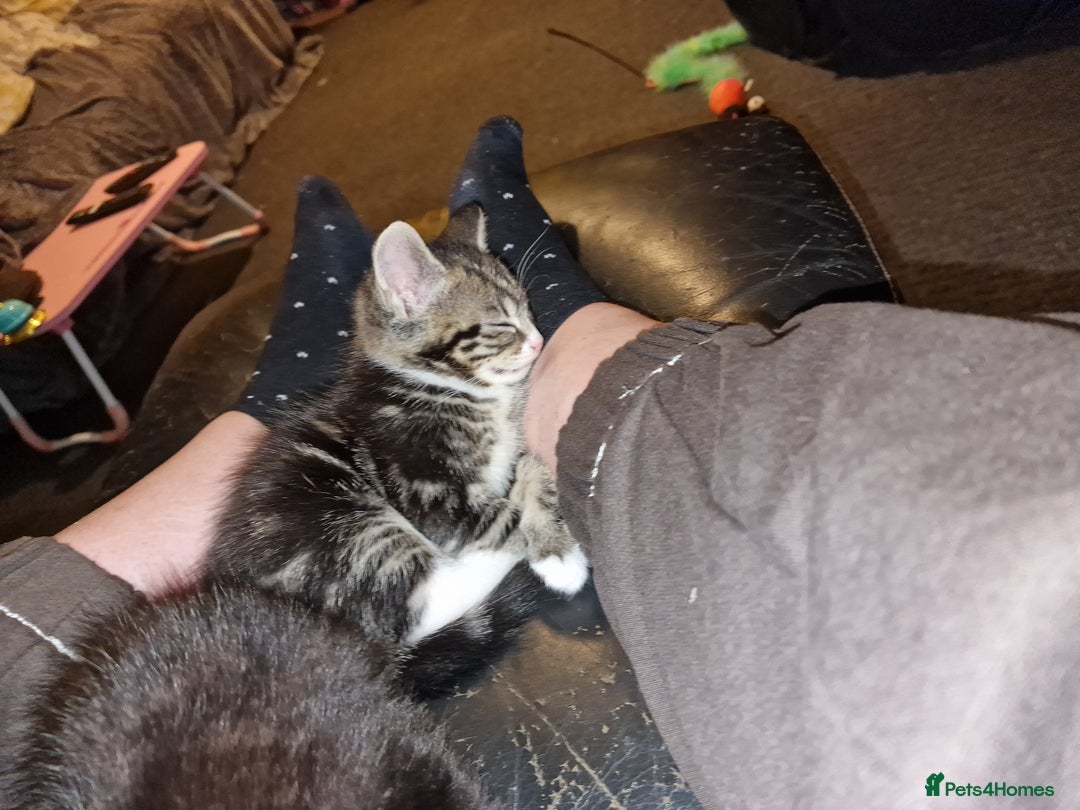 Mixed Breed cats for sale: 2 kittens for sale. A beautiful boy and a girl - Image 16