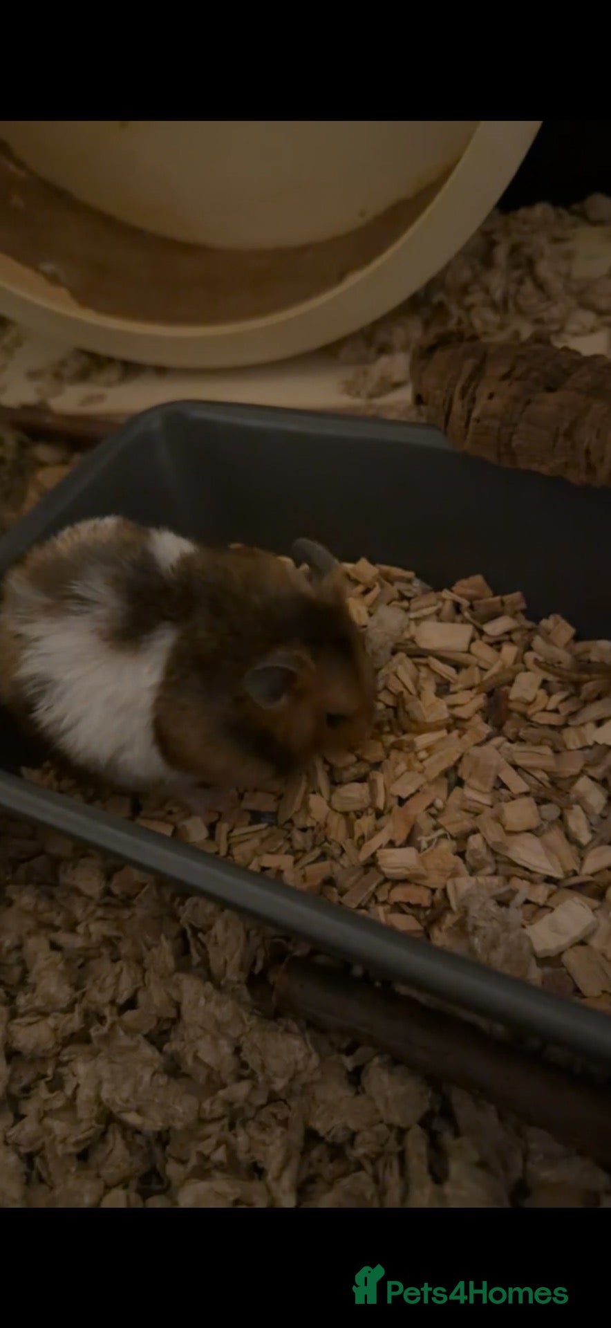 Hamster rodents Male Syrian  - Advert 3