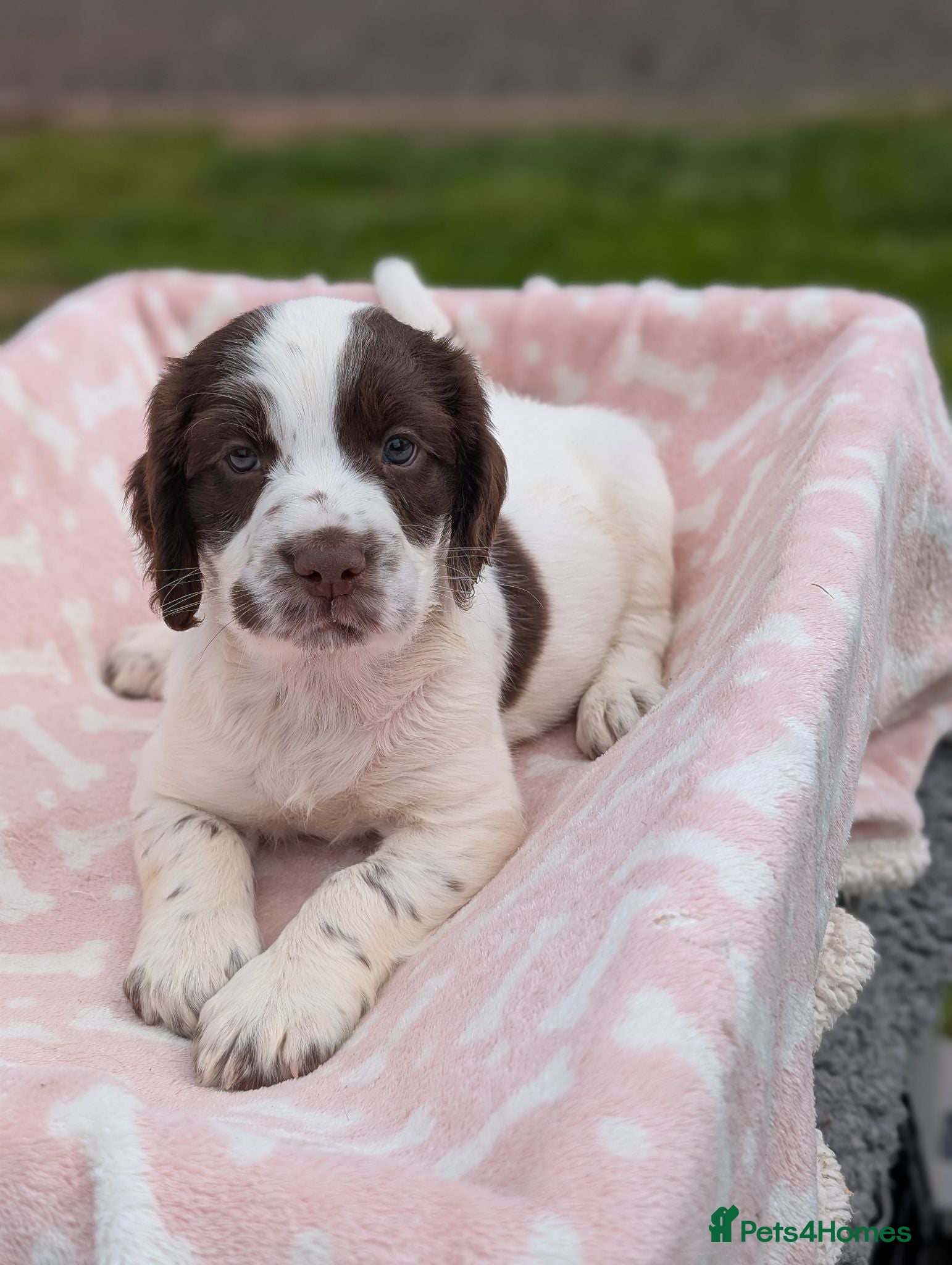 Sprocker dogs Stunning sprocker puppies  - Advert 2