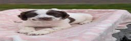 Sprocker dogs for sale: Stunning sprocker puppies  in Lichfield - Advert 2