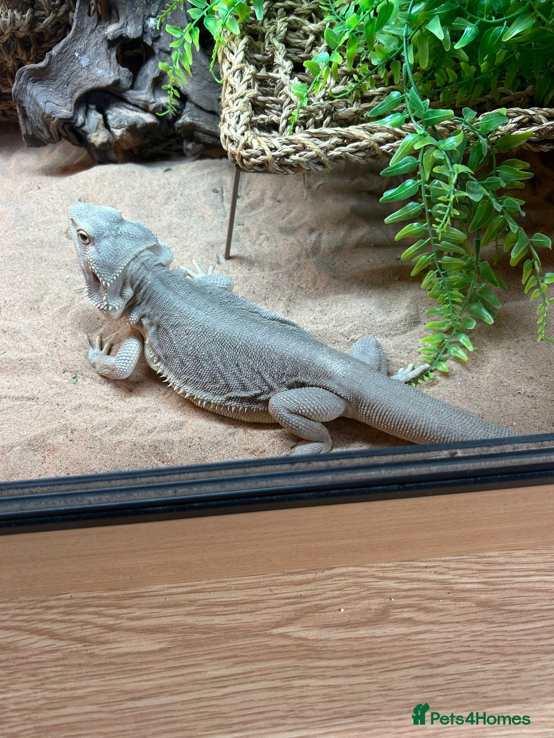 Bearded Dragon reptiles for sale: Bearded dragon  - Image 7
