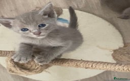 Mixed Breed cats for sale: Oriental X Siamese kittens  - Image 27