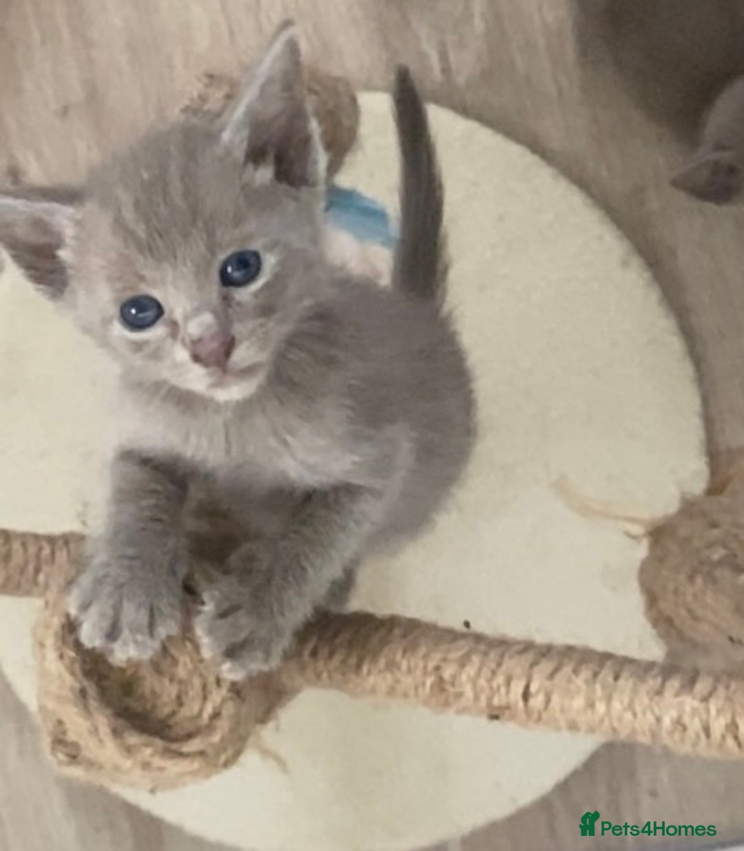 Mixed Breed cats for sale: Oriental X Siamese kittens  - Image 27