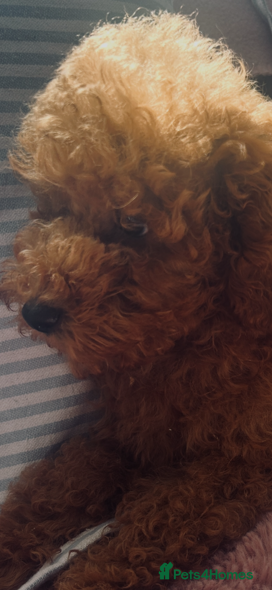 Toy Poodle dogs Beautiful Red toy poodle 🐩  - Advert 2