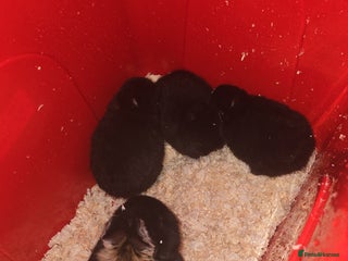 Netherland Dwarf rabbits Black otter mum with 3 black doe kits - Advert 10