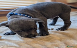 Staffordshire Bull Terrier dogs for sale: Playful Blue staffs Pups - Image 7