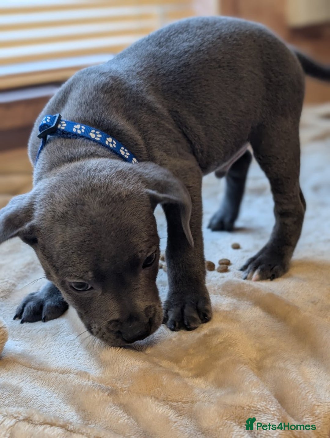 Staffordshire Bull Terrier dogs for sale: Playful Blue staffs Pups - Image 7