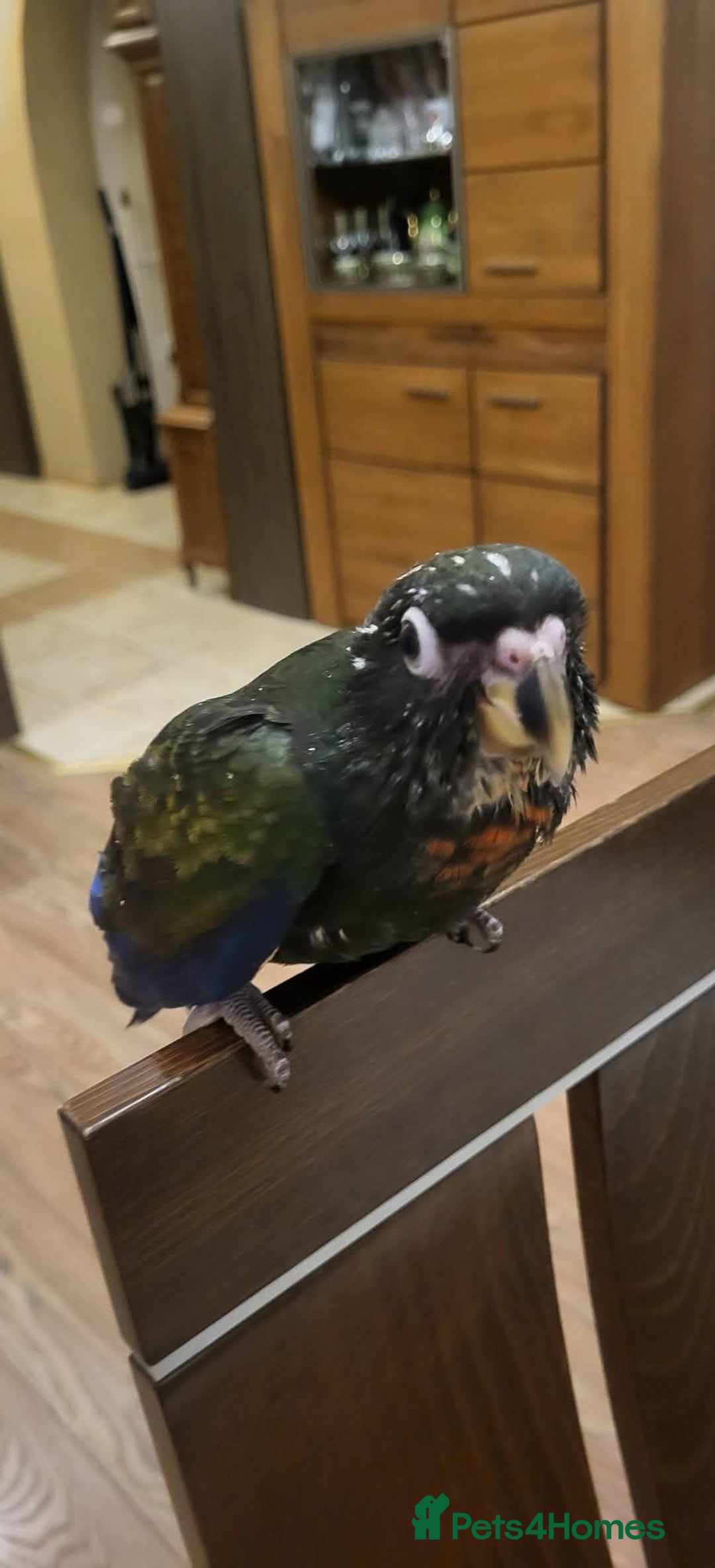 Parrots birds for sale: Bronze winged pionus friendly and tamed  - Advert 3