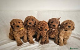 Cavapoo dogs for sale: Cavapoo puppies  - Advert 2