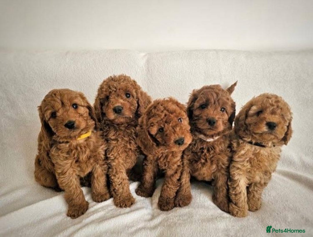 Cavapoo dogs for sale: Cavapoo puppies  - Advert 2