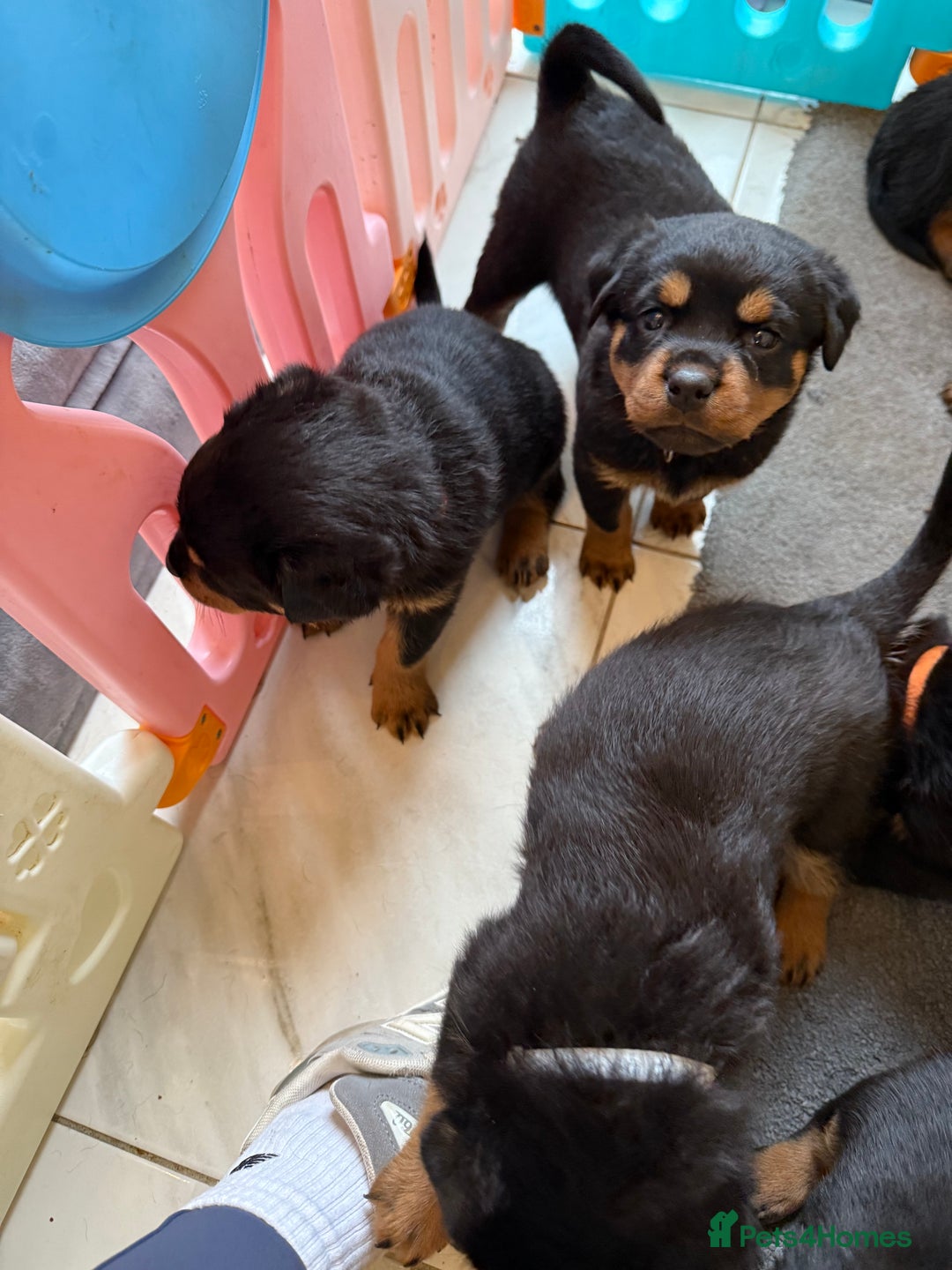 Rottweiler dogs for sale: Chunky Rottweiler puppies - Advert 9