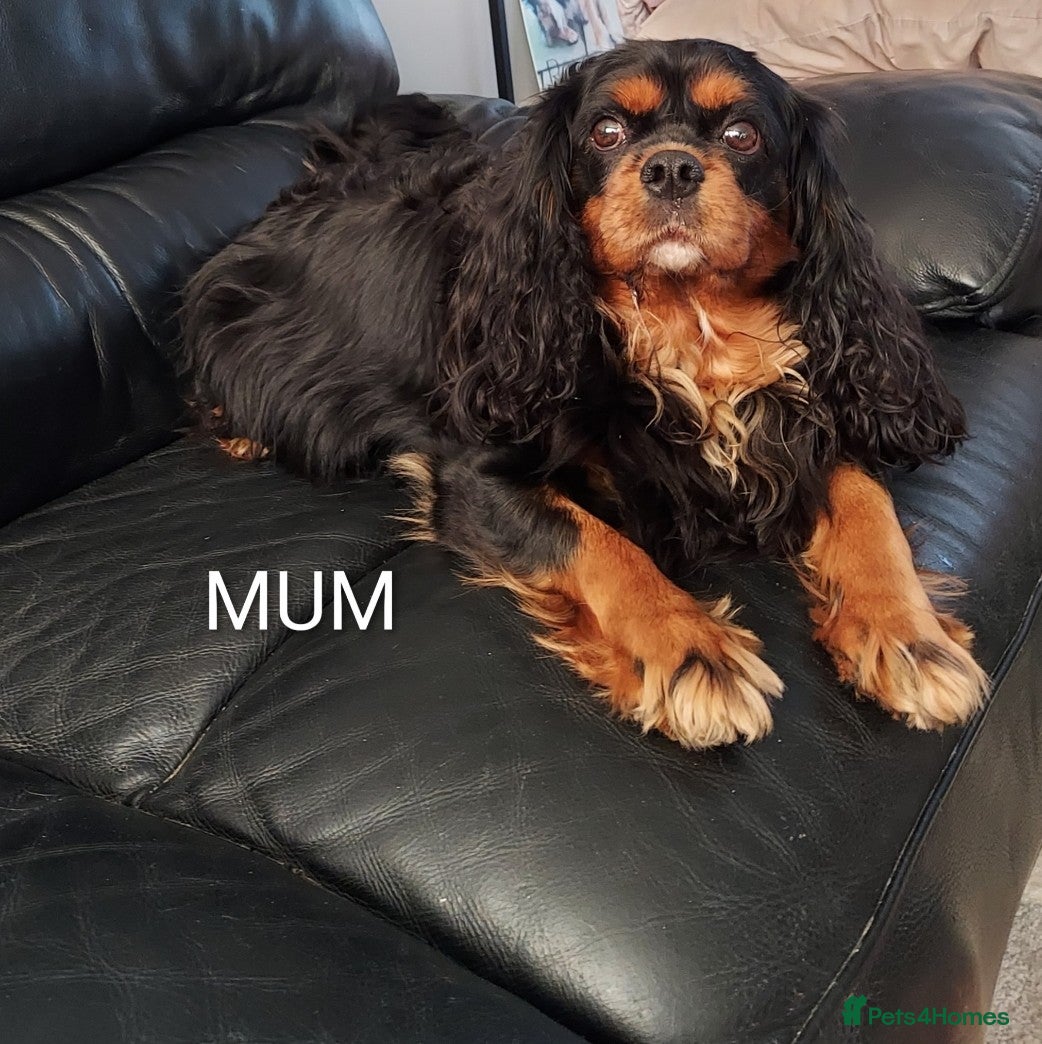 Cavalier King Charles Spaniel dogs GREAT QUALITY CKCS PUPPIES ( DWKC REGISTERED)  - Advert 1