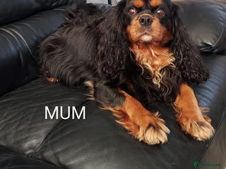 Cavalier King Charles Spaniel dogs GREAT QUALITY CKCS PUPPIES ( DWKC REGISTERED) - Advert 4