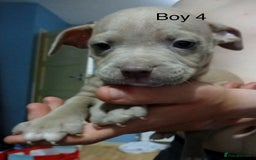 Mixed Breed dogs for sale: Staff x American pocket bully pups  - Image 8