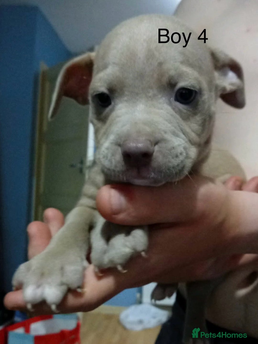 Mixed Breed dogs for sale: Staff x American pocket bully pups  - Image 8