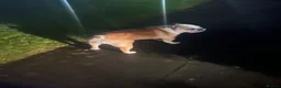 English Bulldog dogs for sale: Cookie - Advert 14
