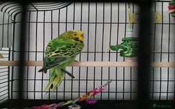 Budgerigars birds for sale: Male budgie ( green yellow black ) - Image 2