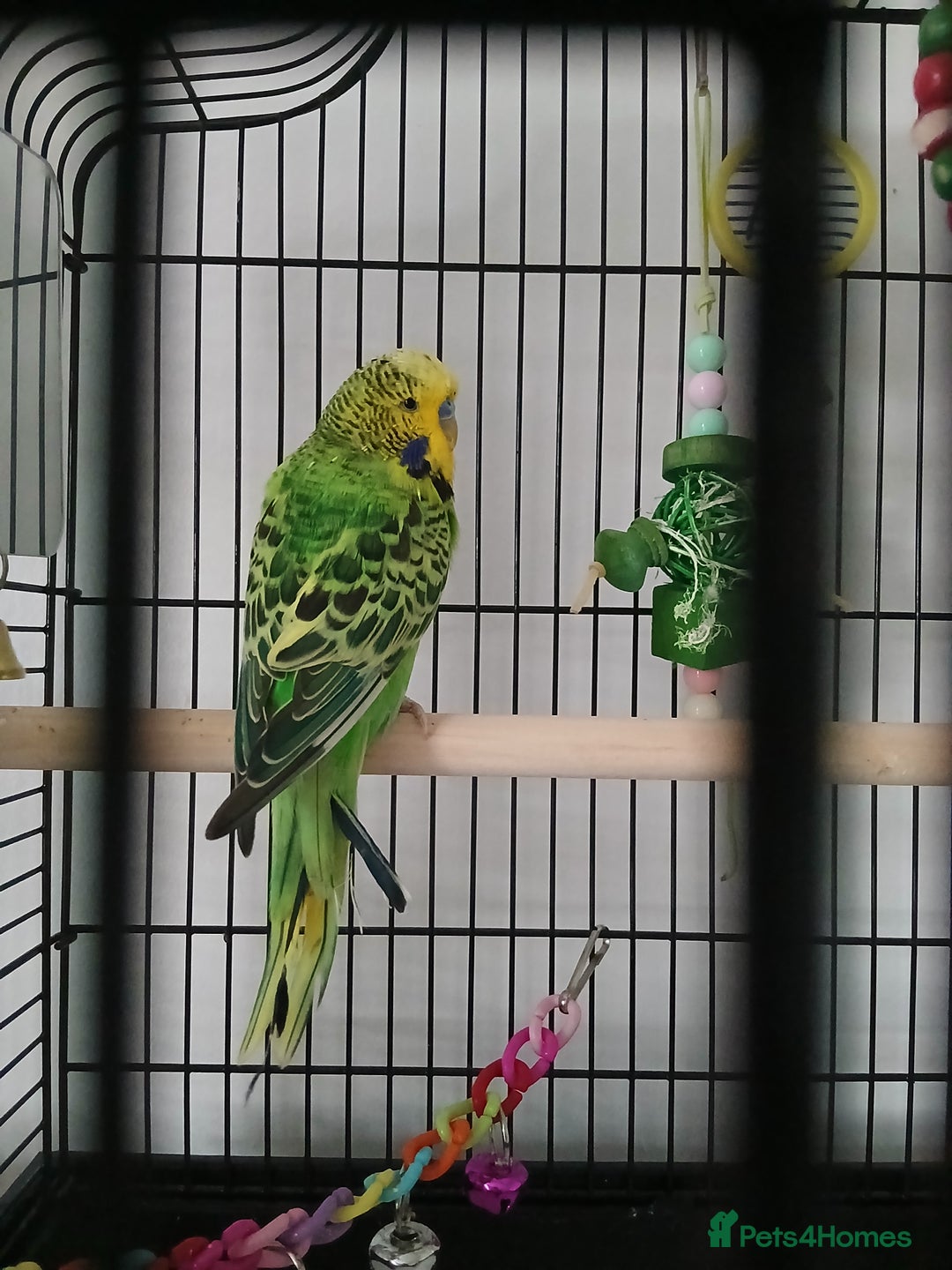 Budgerigars birds for sale: Male budgie ( green yellow black ) - Image 2