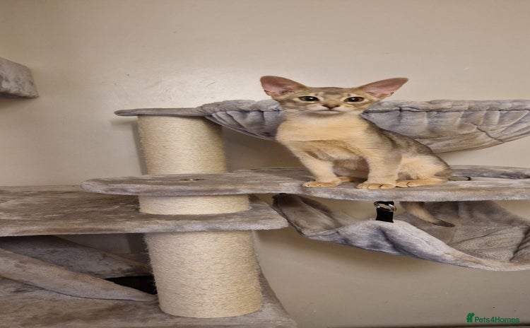 Abyssinian cats - Advert 2