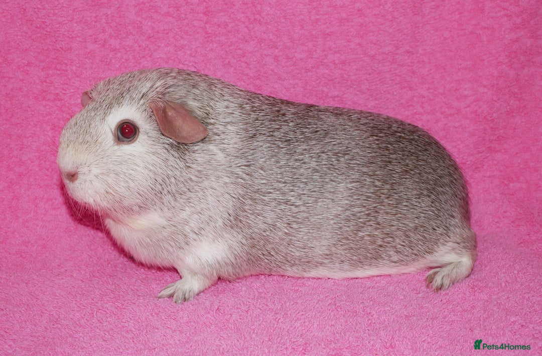 Guinea Pig rodents for sale: Female Guinea Pigs for sale - Image 2