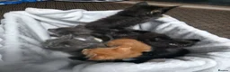 Maine Coon cats for sale: Maine Coon Polydactyl Kittens - Advert 20
