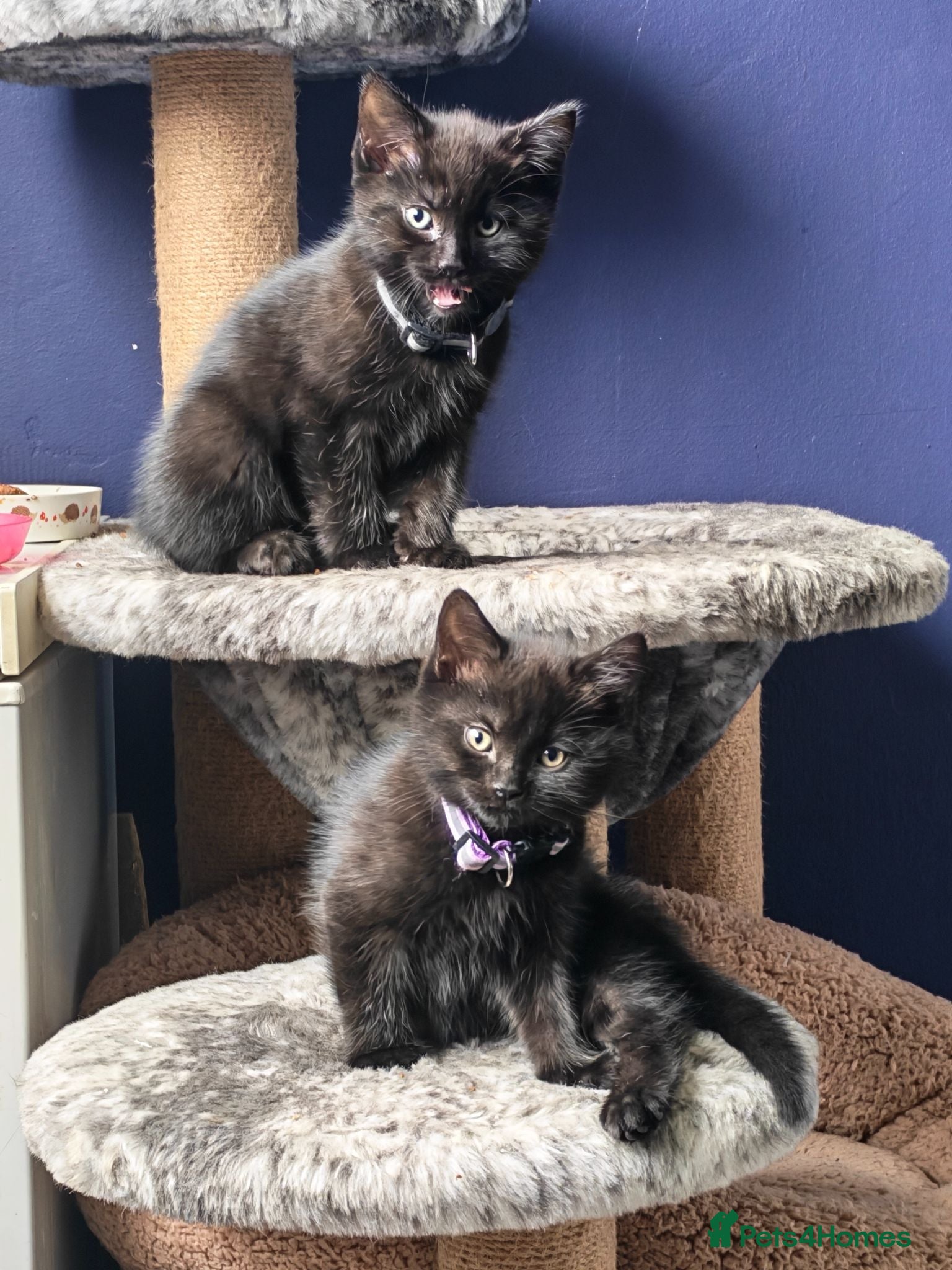 British Shorthair cats Two Gorgeous Black & Grey Boys Ready Now!  - Advert 18