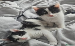 Mixed Breed cats for sale: 2 fluffy boys - Image 2