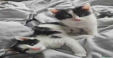Mixed Breed cats - Advert 10