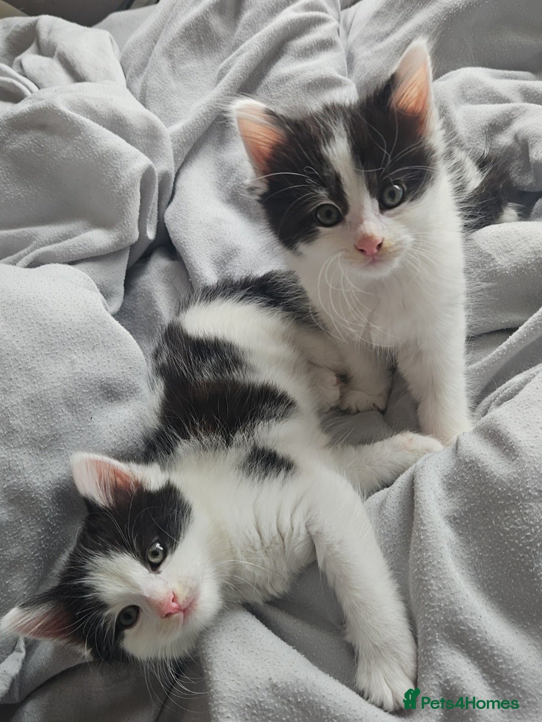 Mixed Breed cats for sale: 2 fluffy boys - Image 2