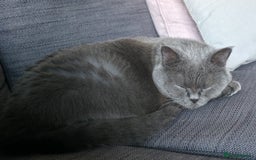 British Shorthair cats for sale: Ru - Lovely British Blue - Image 4
