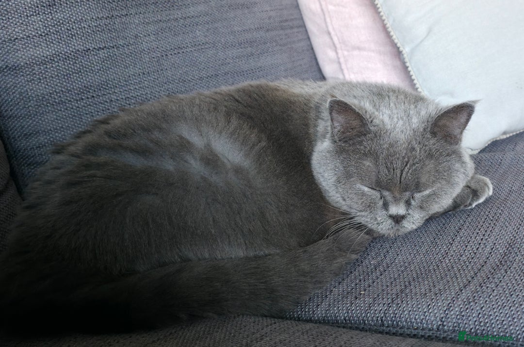 British Shorthair cats for sale: Ru - Lovely British Blue - Image 4